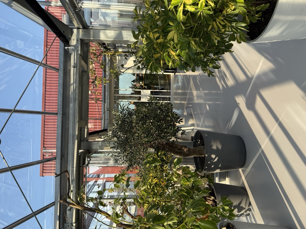A greenhouse filled with potted trees in the sun