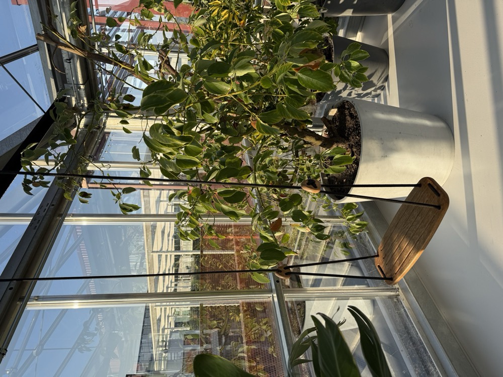 A wooden swing hanging among plants by a glass wall